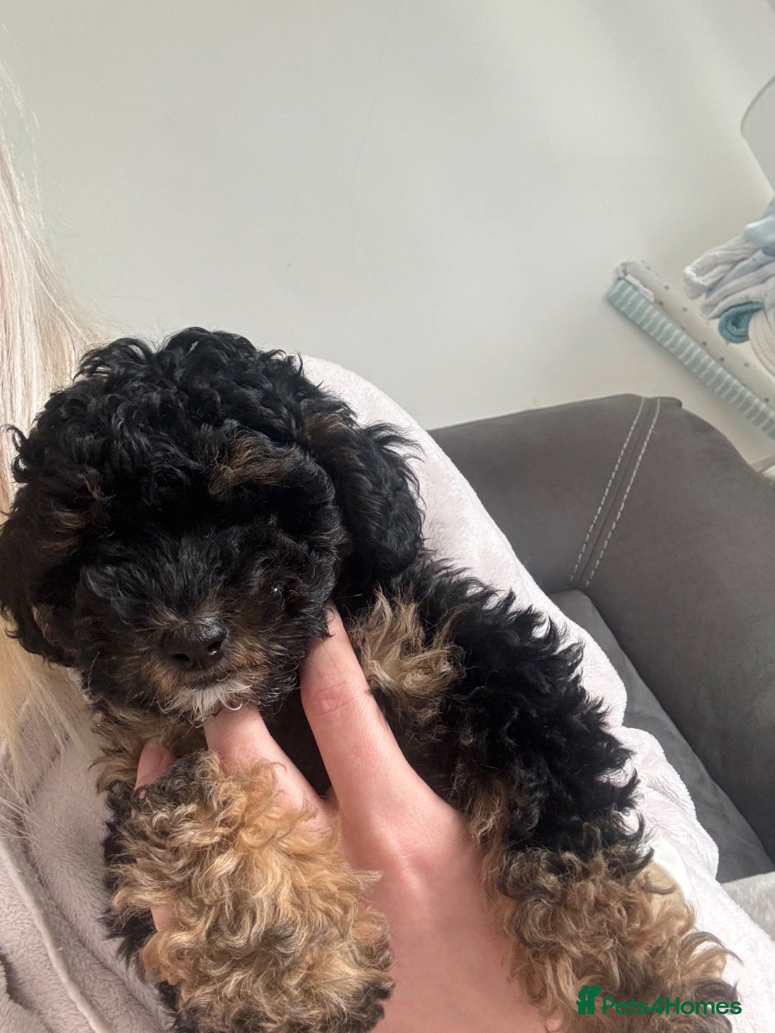 Toy Poodle dogs Lovely toy poodle puppy - Advert 3