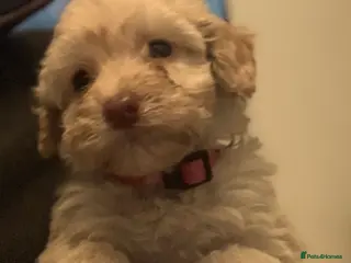 Cockapoo dogs Stunning Toy cockapoo puppies - Advert 12