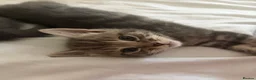 Mixed Breed cats for sale: Beautiful kittens  - Advert 17