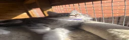 Maine Coon cats for sale: Maine coon kittens - Advert 17