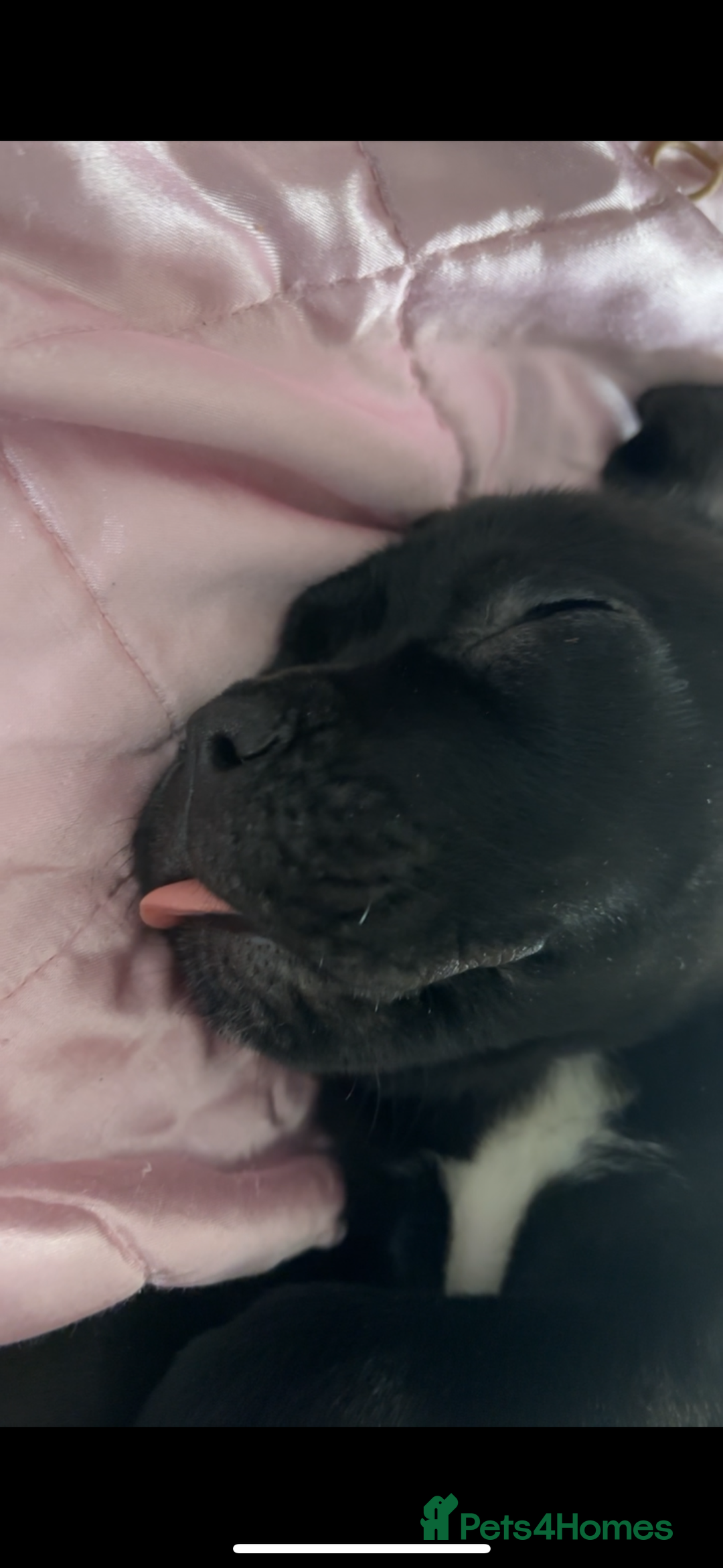 Cane Corso dogs for sale: Cane corso puppies - ready to leave  - Image 3