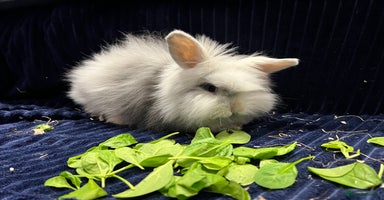 Mini Lion Lop rabbits Super cute mini lop x lionhead rabbits - Advert 4