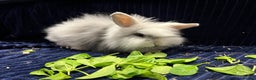 Mini Lion Lop rabbits for sale: Super cute mini lop x lionhead rabbits - Advert 3