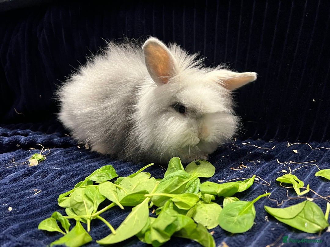Mini Lion Lop rabbits for sale: Super cute mini lop x lionhead rabbits - Advert 3