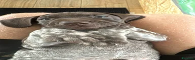 German Shorthaired Pointer Puppy 8