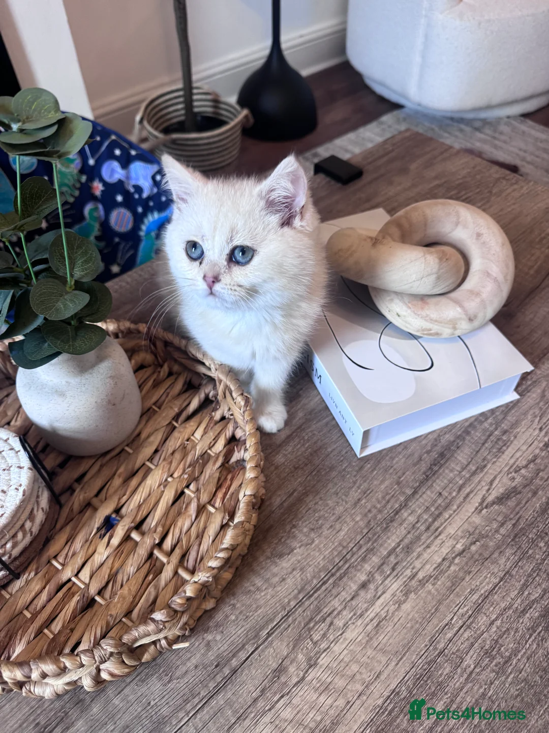 British Shorthair cats for sale: British Shorthair Male – Loving Home Wanted - Advert 2