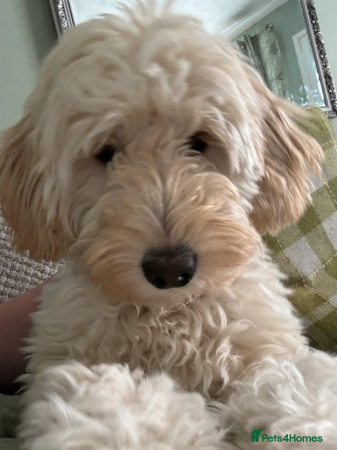 Labradoodle dogs for sale: Miniature F1b Labradoodle for rehoming  - Advert 15