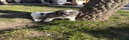 Sprocker dogs for sale: Working sprocker puppies  - Advert 4