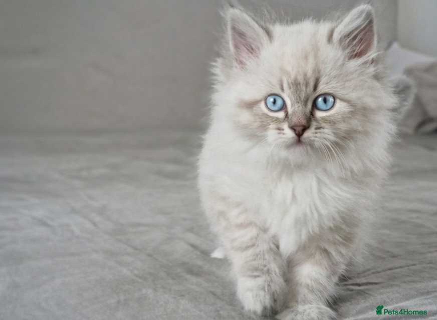 Neva Masquerade cats for sale: LAST REMAINING GCCF Champion line siberian - Advert 1