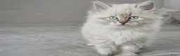 Neva Masquerade cats for sale: LAST REMAINING GCCF Champion line siberian - Advert 1