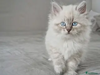 Neva Masquerade cats for sale: LAST REMAINING GCCF Champion line siberian - Advert 1