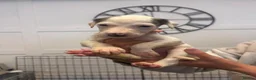 Lurcher dogs for sale: Lurcher pups  in Sheffield - Advert 9