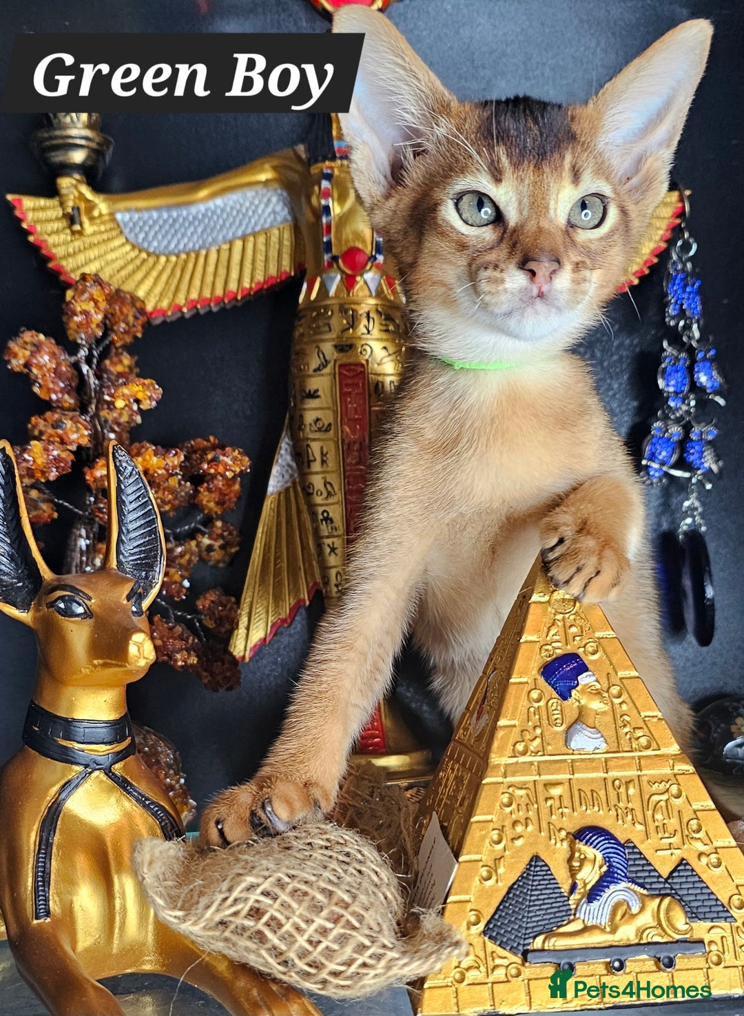 Abyssinian cats for sale: 4 Abyssinian kittens for sale - Advert 10