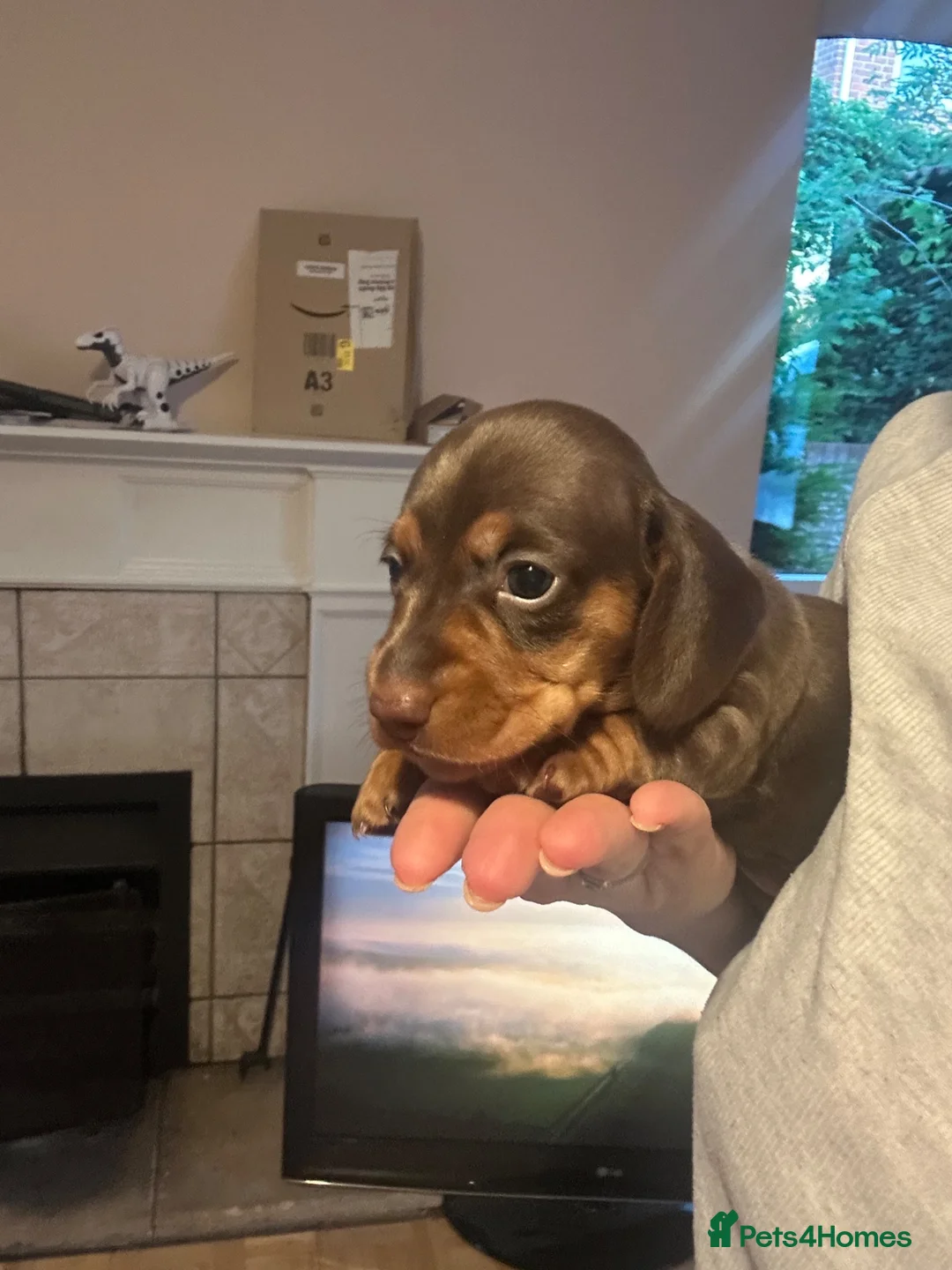 Dachshund dogs for sale: 3 chunky boys for sale 🏡  in Westbury - Advert 1