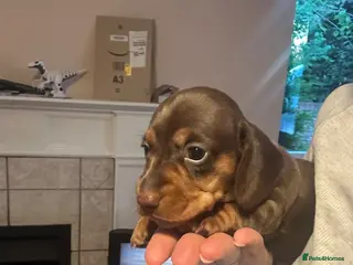 Dachshund dogs 3 chunky boys for sale 🏡 - Advert 13
