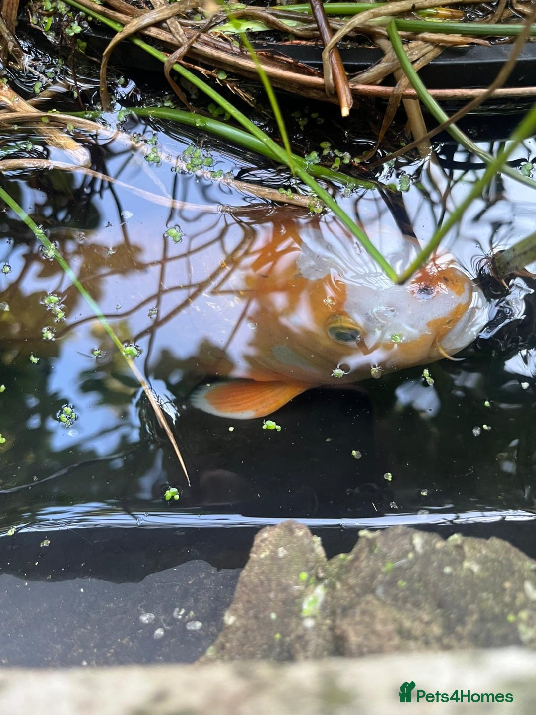 Koi Carp fish for sale: 3 Koi fish for sale - Image 21
