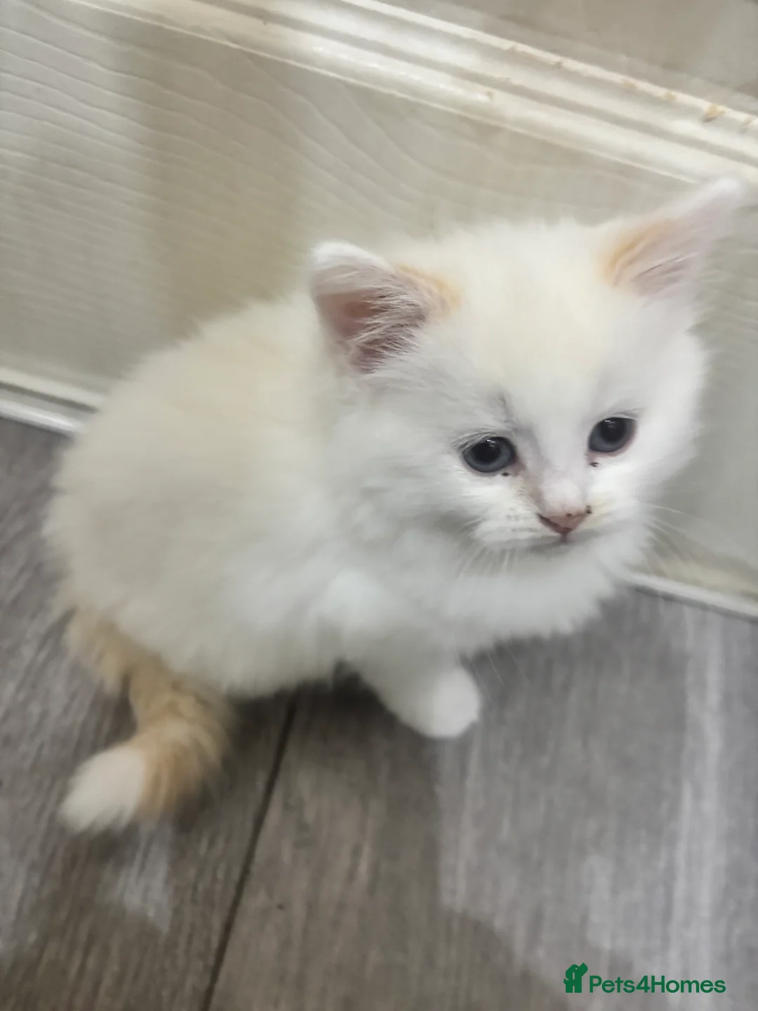 Mixed Breed cats for sale: Kittens - Advert 2