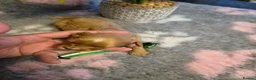 Cavapoo dogs for sale: F2 Cavapoo pups. DNA Health tested parents.  - Advert 13