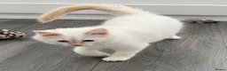 Ragdoll cats for sale: 1 Rare Cream Point Ragdoll Kitten Available - Advert 5