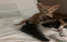 British Shorthair cats for sale: Beautiful Ginger, calico and tuxedo kittens - Image 9