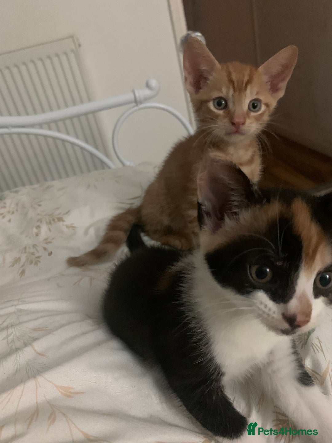 British Shorthair cats for sale: Beautiful Ginger, calico and tuxedo kittens - Image 9