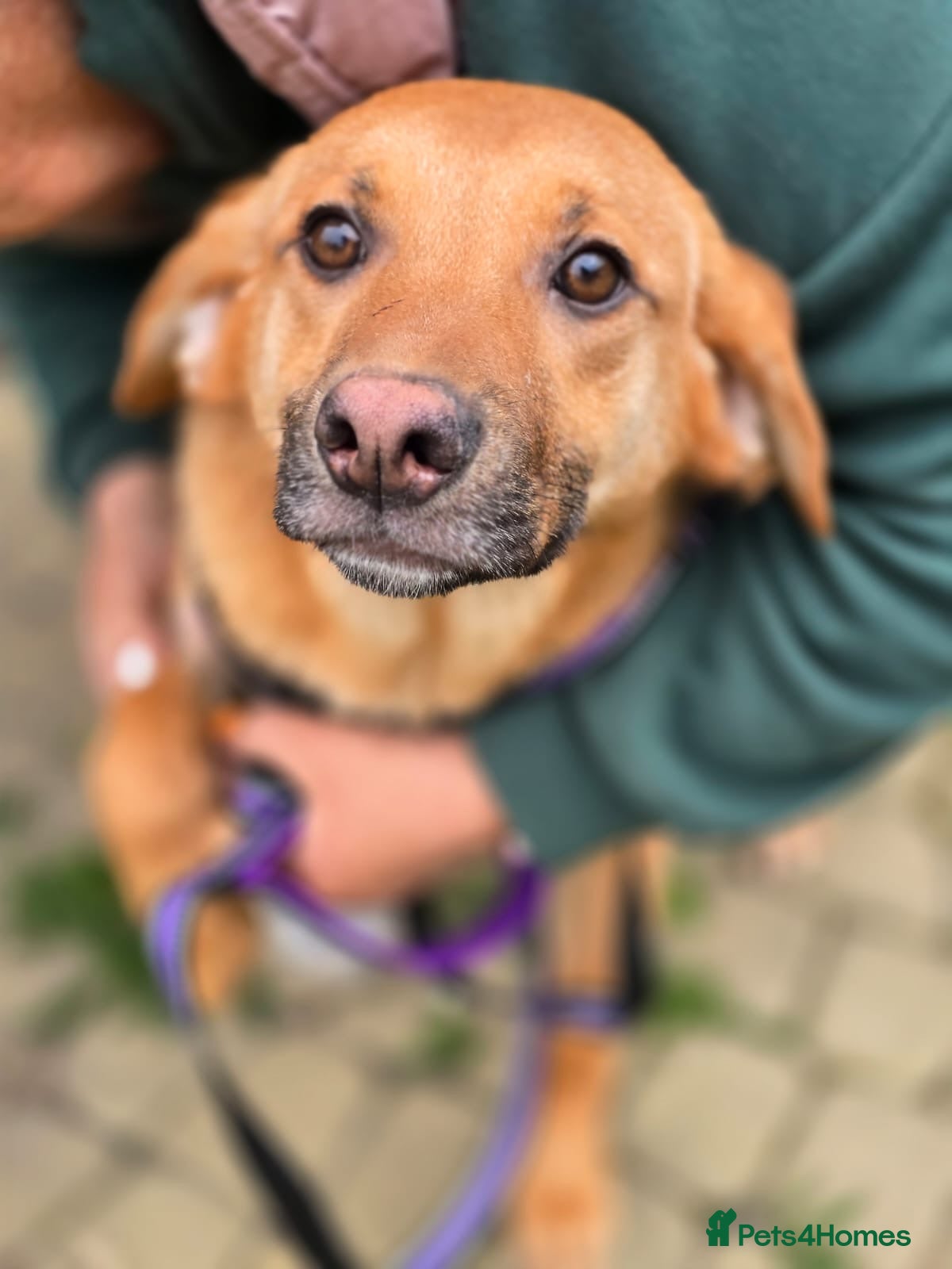 Mixed Breed dogs 💙🐶 YARKO - Advert 16