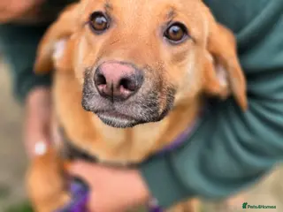 Mixed Breed dogs ๐๐ถ YARKO - Advert 16