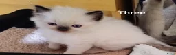 Ragdoll cats for sale: Three beautiful pure bred Ragdoll girls - Advert 10