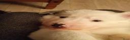 Border Collie dogs for sale: *border Collie puppies - Advert 5