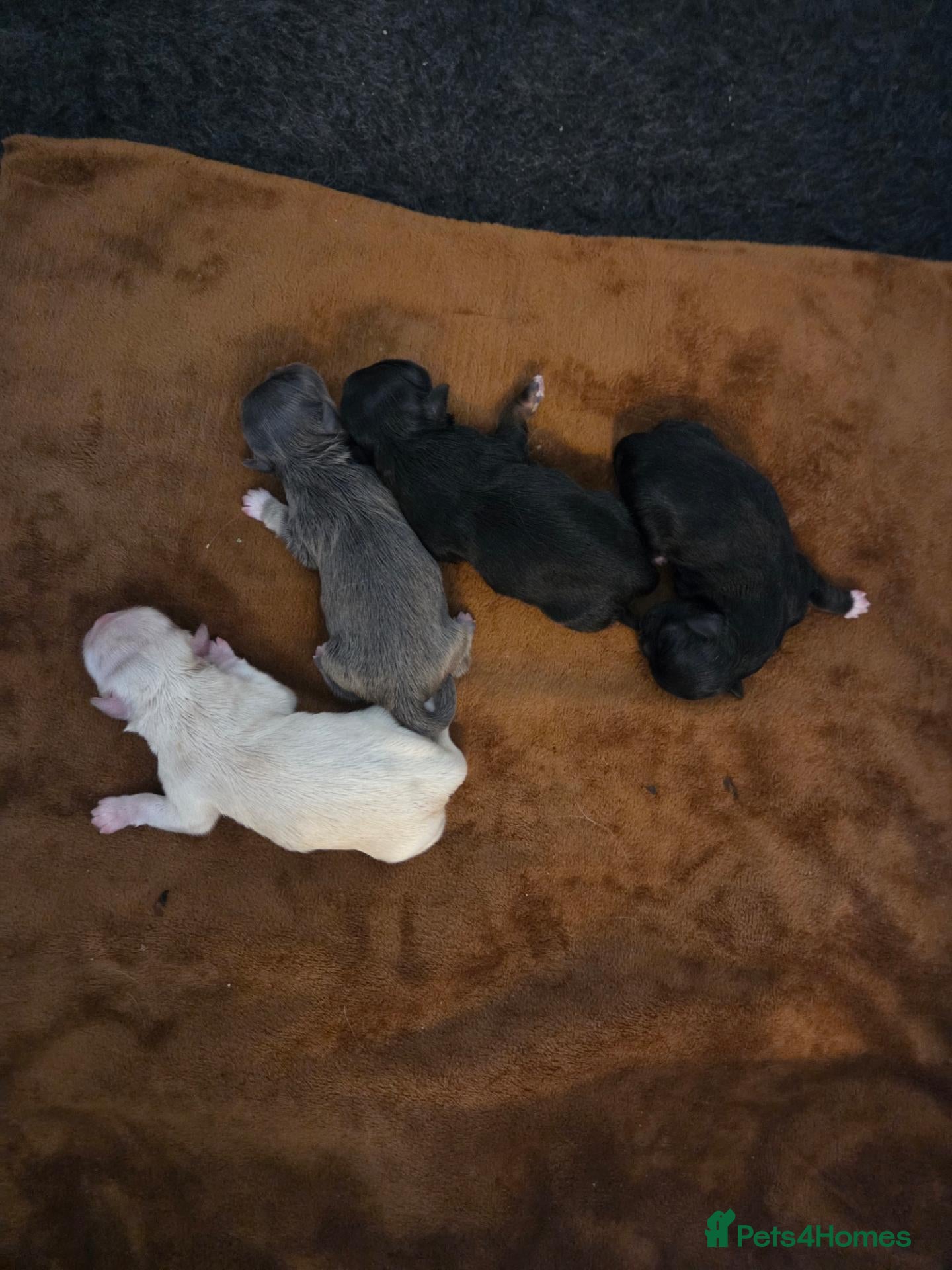 Shih Tzu dogs Imperial shih tzu puppys - Advert 1