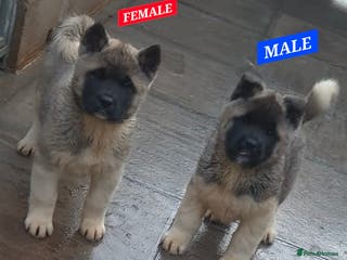 Akita dogs AMERICAN AKITA BLACK MASK BEARS - Advert 5