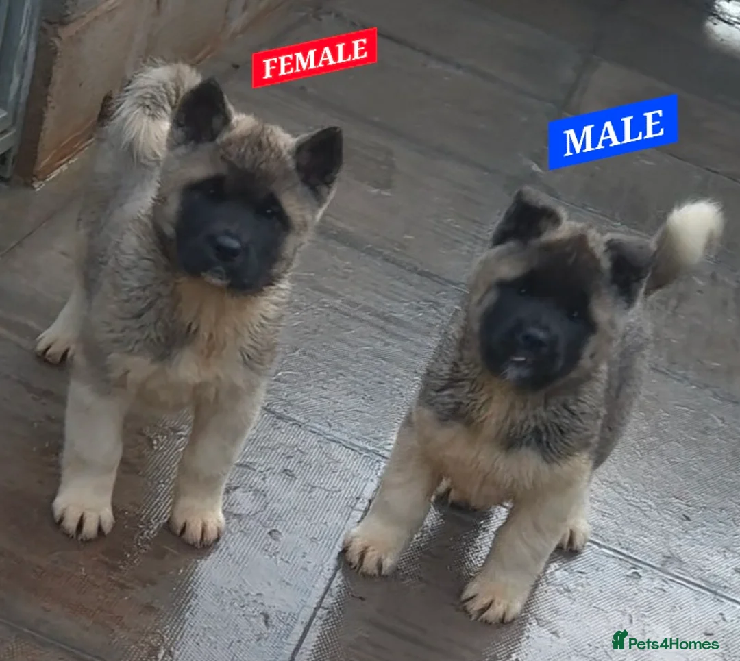 Akita dogs for sale: AMERICAN AKITA FEMALES BLACK MASK BEARS - Advert 17