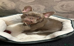 French Bulldog dogs for sale: French bulldog  - Advert 1