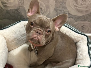 French Bulldog dogs French bulldog - Advert 1