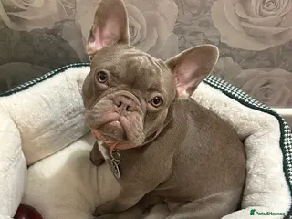 French Bulldog dogs French bulldog - Advert 21