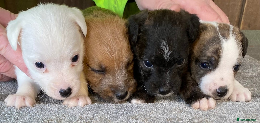 Jack Russell dogs for sale:  **  JACK RUSSELL PUPPIES - READY TO GO - Advert 5
