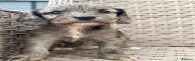 Cockapoo 4