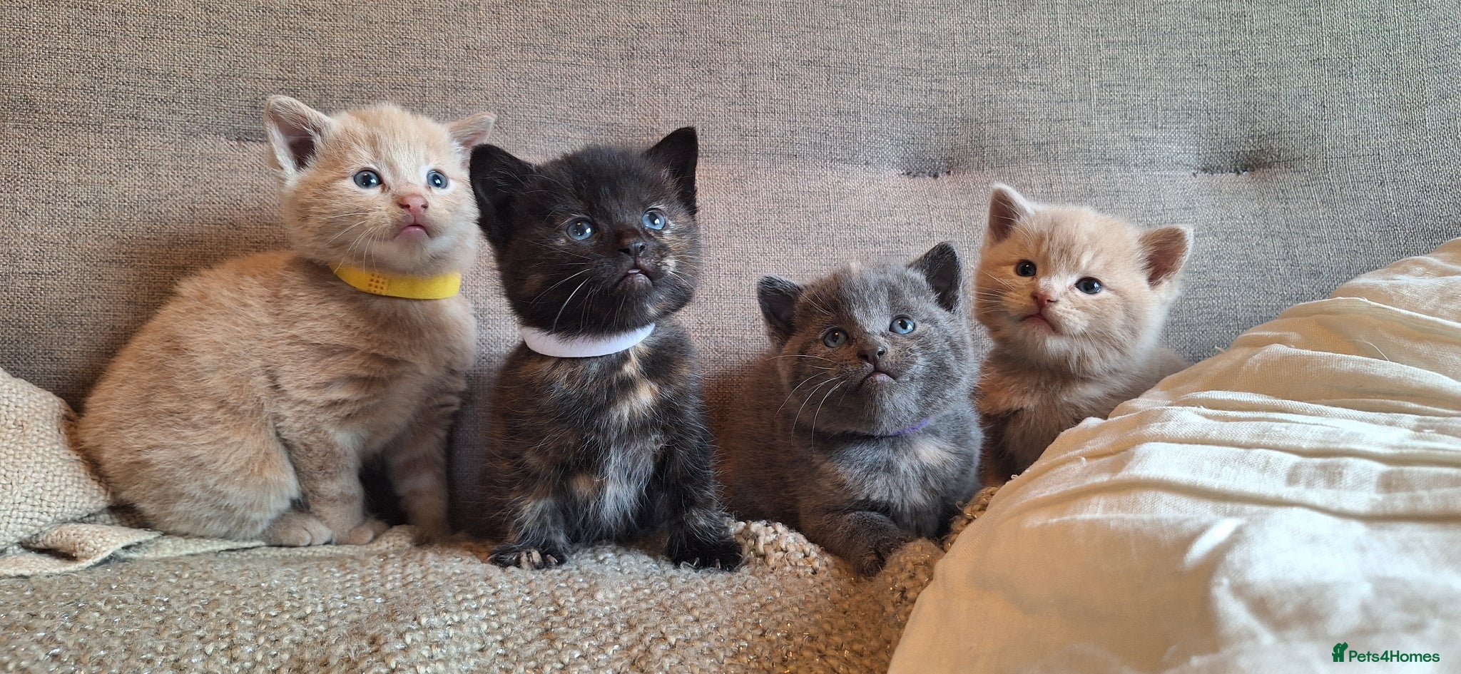 British Shorthair cats Beautiful BSH Cross Kittens  - Advert 13