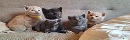 British Shorthair cats for sale: Beautiful BSH Cross Kittens  - Advert 1