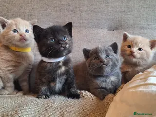 British Shorthair cats Beautiful BSH Cross Kittens - Advert 13