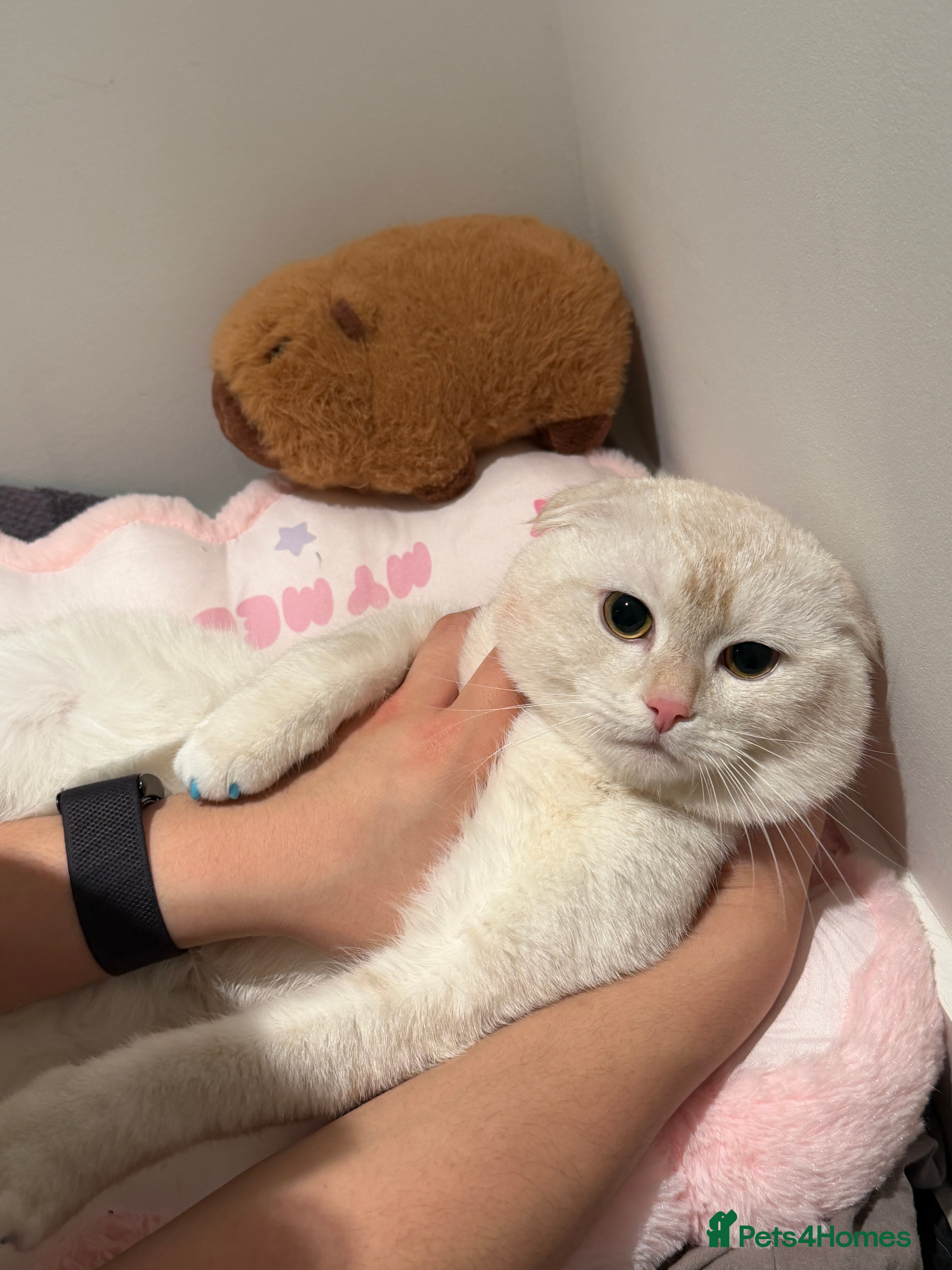 Scottish Fold cats Scottish Fold Ponzu  - Advert 2