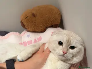 Scottish Fold cats Scottish Fold Ponzu - Advert 2