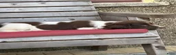 English Springer Spaniel dogs for sale: One little girl left due to time wasters - Advert 6