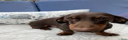 Miniature Dachshund dogs for stud: FOR STUD.  - Advert 4
