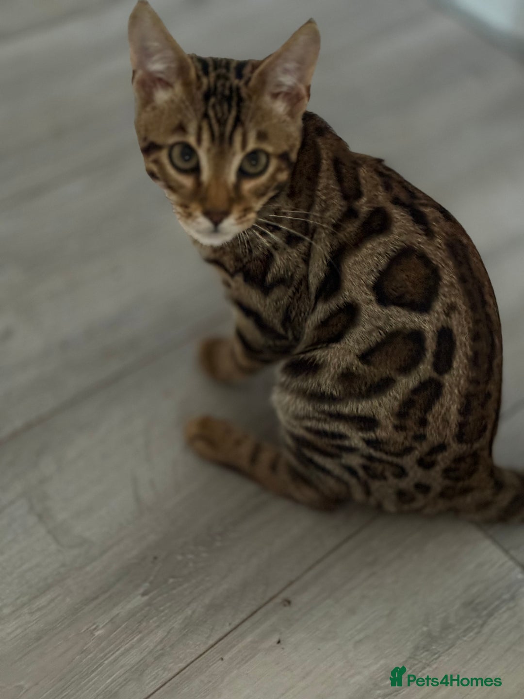 Bengal cats for sale: Bengals kitten  - Advert 3