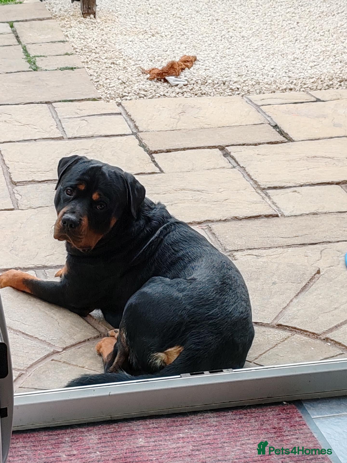 Rottweiler dogs Male Rottweiler  - Advert 2