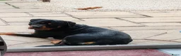 Rottweiler dogs for sale: Male Rottweiler  in Birmingham - Advert 1
