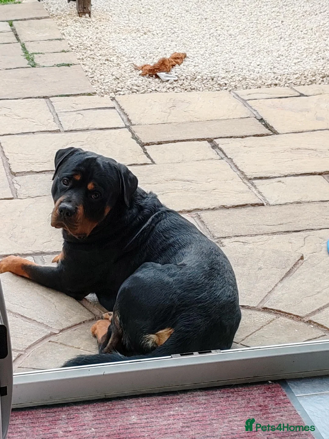 Rottweiler dogs for sale: Male Rottweiler  in Birmingham - Advert 1