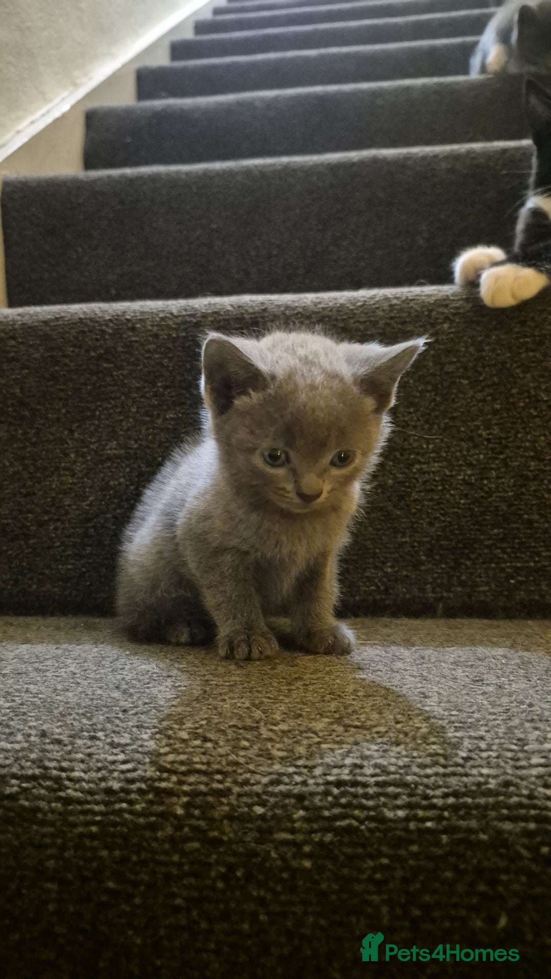 Mixed Breed cats for sale: Adorable grey and white mixed litter - Advert 2