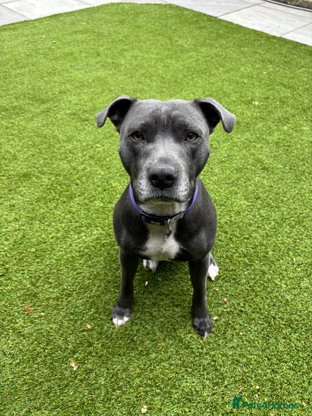 Staffordshire Bull Terrier dogs for sale: Blue Female Staffordshire for rehoming - Image 1